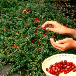 Cranberry Plants