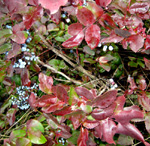 CREEPING OREGON GRAPE (Mahonia repens)