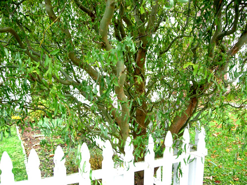 GOLDEN CURLS WEEPING WILLOW (Salix matsudana)