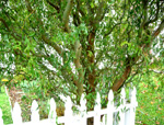 GOLDEN CURLS WEEPING WILLOW (Salix matsudana)