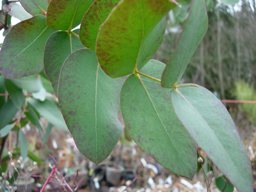 MOUNTAIN WHITE GUM (Eucalyptus dalrympleana)