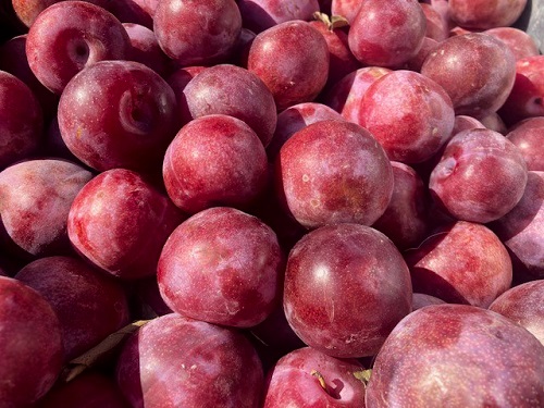 DAPPLE DANDY PLUOT (Prunus x armenicaca)