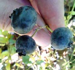 DARROW BLUEBERRY (Vaccinium corymbosum)