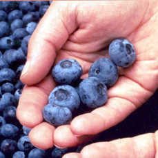 Northern Blueberry