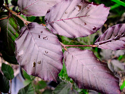 DAWYCK PURPLE BEECH (Fagus sylvatica)