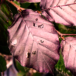 DAWYCK PURPLE BEECH (Fagus sylvatica)