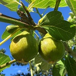 DESERT KING FIG (Ficus carica)