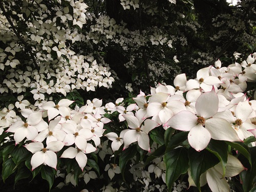 VENUS DOGWOOD (Cornus nuttalli x kousa)