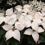 VENUS DOGWOOD (Cornus nuttalli x kousa)