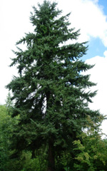 DOUGLAS FIR (Pseudotsuga menziesii)