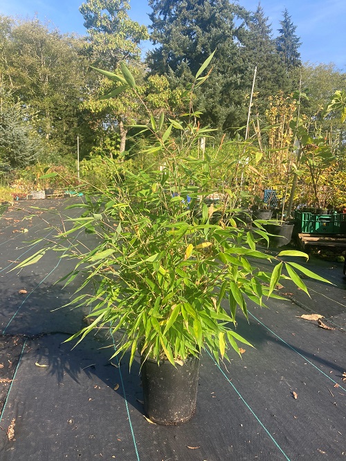 DRAGON'S HEAD CLUMPING BAMBOO (Fargesia dracocephala)