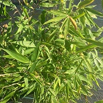 DRAGON'S HEAD CLUMPING BAMBOO (Fargesia dracocephala)