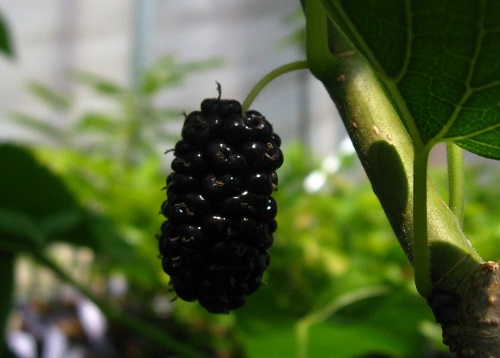 EARLY BIRD MULBERRY (Morus alba)