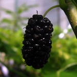 EARLY BIRD MULBERRY (Morus alba)