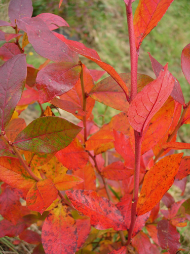 EBERHARDT BLUEBERRY (Vaccinium corymbosum)