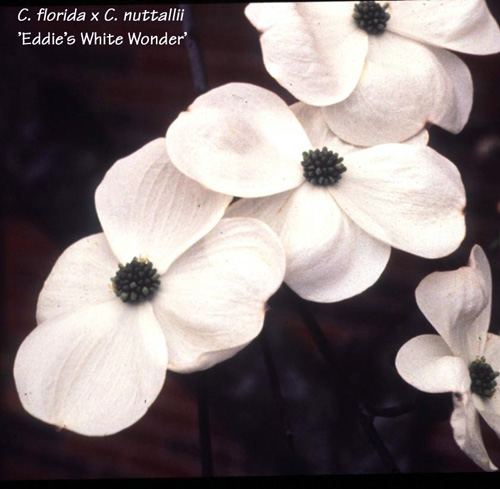 EDDIE'S WHITE WONDER DOGWOOD (Cornus nuttallii x florida)