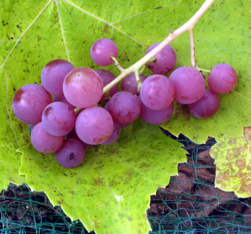 EINSET SEEDLESS RED GRAPE (Vitis labrusca)