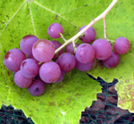 EINSET SEEDLESS RED GRAPE (Vitis labrusca)