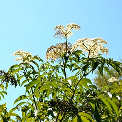 Elderberry Bushes