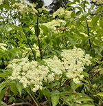 WYLDEWOOD ELDERBERRY (Sambucus canadensis)