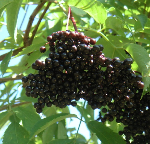 JOHN ELDERBERRY (Sambucus canadensis)