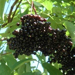 JOHN ELDERBERRY (Sambucus canadensis)