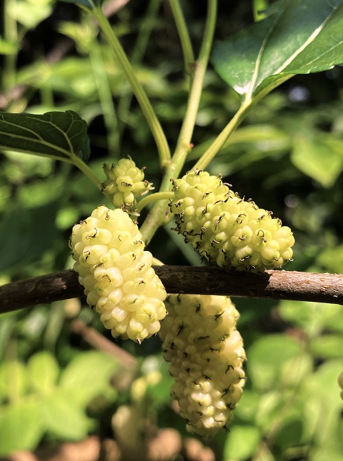 EL DORADO MULBERRY (Morus alba)