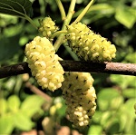 EL DORADO MULBERRY (Morus alba)