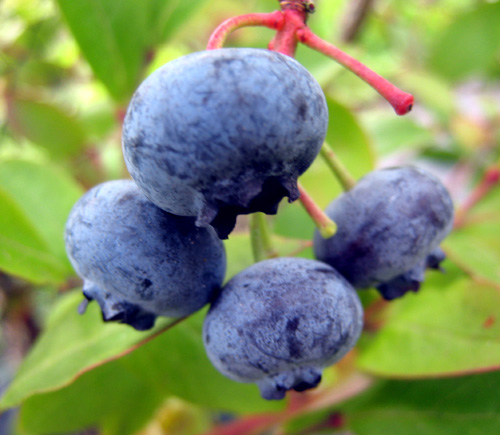 ELLIOT BLUEBERRY (Vaccinium corymbosum)