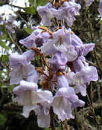 EMPRESS TREE (Paulownia tomentosa)