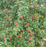 ENTERPRISE APPLE (Malus domestica)