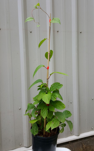 EASTERN PRINCE CHINESE MAGNOLIA VINE (Schisandra chinensis)