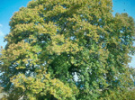 EUROPEAN CHESTNUT (Castanea sativa)