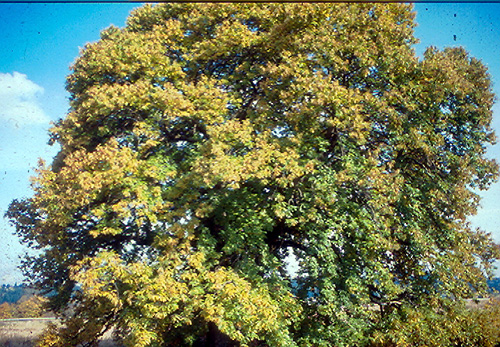 EUROPEAN CHESTNUT (Castanea sativa)