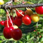 EVANS BALI CHERRY (Prunus cerasus)