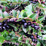 EVERGREEN HUCKLEBERRY (Vaccinium ovatum)