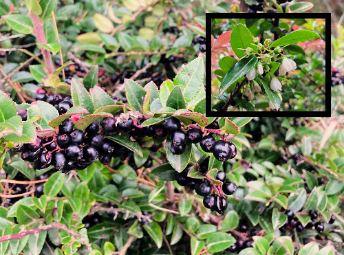 EVERGREEN HUCKLEBERRY (Vaccinium ovatum)