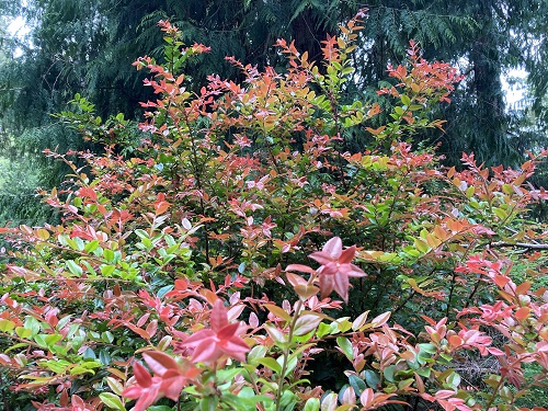 CASCADE SUNBURST (TM) EVERGREEN HUCKLEBERRY (vaccinium o)