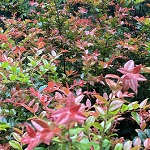 CASCADE SUNBURST (TM) EVERGREEN HUCKLEBERRY (vaccinium o)