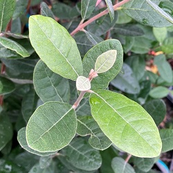 Pineapple Guava Trees