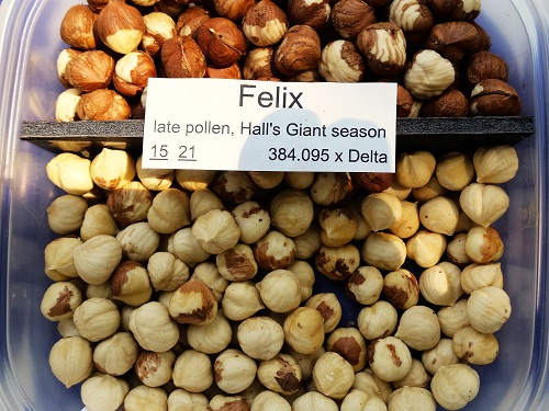 FELIX HAZELNUT (Corylus avellana)