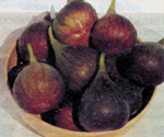 ENGLISH BROWN TURKEY FIG (Ficus carica)