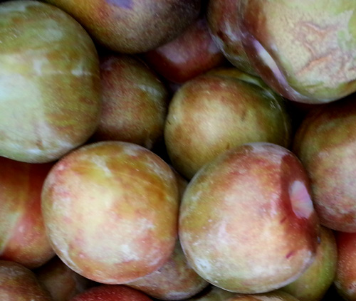 FLAVOR SUPREME PLUOT (Prunus x Armeniaca)