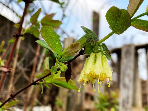 AURORA HONEYBERRY (Lonicera caerulea var. edulis)