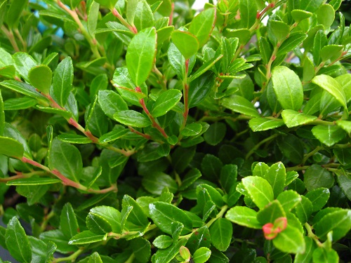 BLUE HORIZON BOX HUCKLEBERRY (Gaylussucia brachycera)