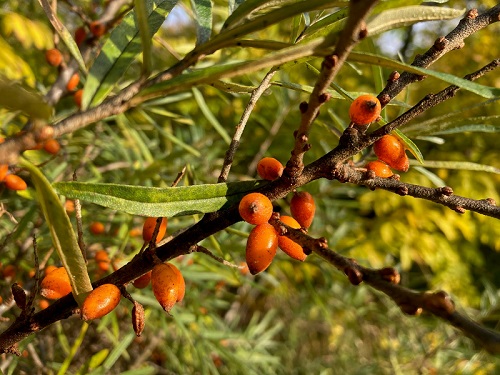 FRUGANA SEABERRY (Hippophae rhamonides)