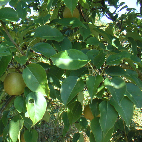 MAXIE PEAR (Pyrus sp.)