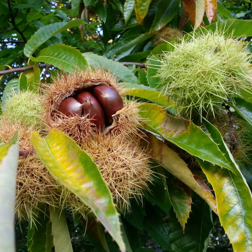 MARRON COMBALLE CHESTNUT (Castanea sativa)