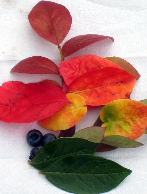 DIXIE BLUEBERRY (Vaccinium corymbosum)