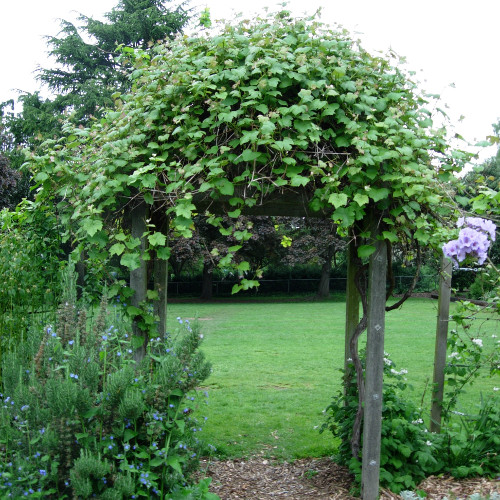 VANESSA SEEDLESS RED GRAPE (Vitis labrusca)